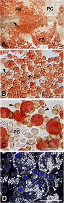 The rate of DNA synthesis in ovaries, fat body cells, and pericardial cells of the bumblebee (Bombus terrestris) depends on the stage of ovarian maturation